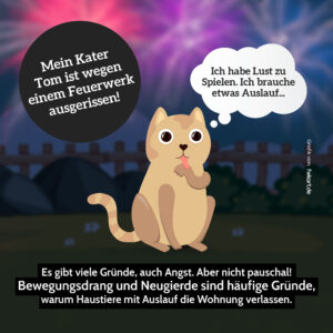 Mein Kater ist wegen Feuerwerk ausgerissen